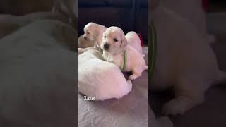 The sweet mini golden puppies from the Aloha Litter cooing [upl. by Suolhcin]