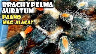 Brachypelma Auratum  Mexican Flame Knee Care Guide [upl. by Ylellan1]