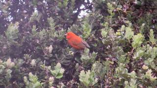 Endemic Birds in Hakalau Forest on the Big Island of Hawaii [upl. by Riane954]