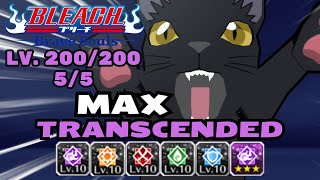 I MAXED OUT WHO MAX TRANSCENDED CAT YORUICHI SHOWCASE Bleach Brave Souls [upl. by Errised]