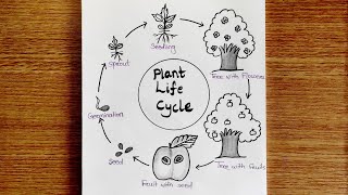 Plant life cycle  Life cycle of plant  Plant life cycle Drawing  How to draw plant life cycle 🌱 [upl. by Antonino]