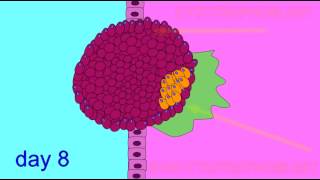 EMBRYONIC DEVELOPMENT TROPHOBLAST [upl. by Atiekan]