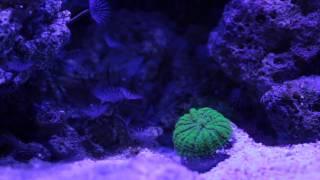 Ficha de cuidados del coral Hongos Rhodactis [upl. by Eendys709]