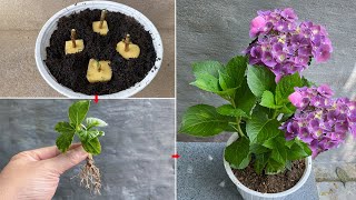 Hydrangeas propagated this way will produce seedlings at a super fast speed [upl. by Rehpotsirhcnhoj]