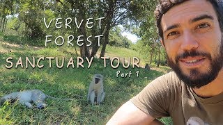 A Tour of the Vervet Monkey Foundation  Part 1  Vervet Forest [upl. by Aisatana]