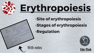 Erythropoiesis  RBC  Erythrocytes  Blood Physiology [upl. by Elatsyrc]