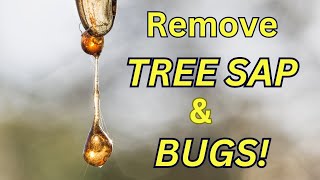 3 EASY Ways to Remove TREE SAP and BUGS From Your CAR [upl. by Robertson]