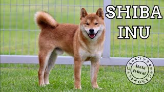 Škola Zvierat  Shiba Inu [upl. by Layney]