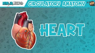 Cardiovascular  Anatomy of the Heart  Heart Model [upl. by Heise875]