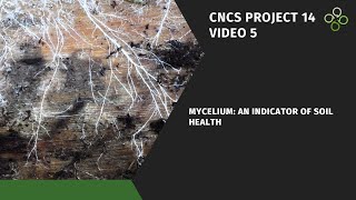 Mycelium An Indicator of Soil Health [upl. by Lucian]