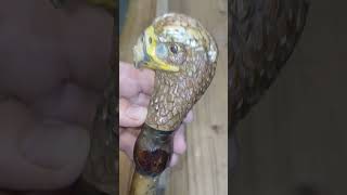 restoring a walking stick woodworking carving bird repair restoration craft memory DIY fyp [upl. by Andreas]