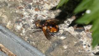 Tachinid Fly Sunbathing [upl. by Nuaj]