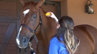 How to Use EquiSpot Insect Repellent for Horses [upl. by Notneiuq664]