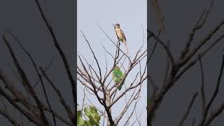 Blue Throated Barbet amp Brown Shrike situationship rain sunbathing birds birdsvideo 4k [upl. by Cecily]