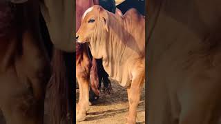 new entry beautiful bull subscribe my YouTube channel [upl. by Adai348]