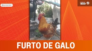 Galo Leopoldo Um galo de estimação foi furtado em Natal [upl. by Ennayelsel]