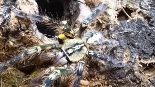 Przekładanie dorosłych samic Heteroscodra maculata Poecilotheria ornata oraz BONUSY [upl. by Harvison]