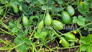 The Zambian Gherkin [upl. by Aelc]