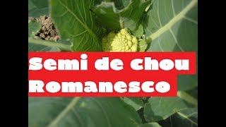 Terroir  le chou romanesco lautre prince de Bretagne  Comment planter des choux [upl. by Michael]