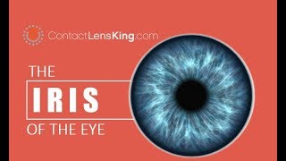 The Iris of the Eye  How the Eyes Iris Works  The Purpose of the Iris  What is the Iris [upl. by Jenelle734]