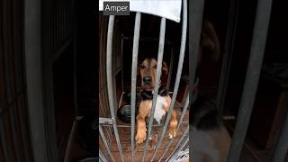 PILNE  Amper  Schronisko na Paluchu psydoadopcji warszawa niekupujadoptuj adoptdontshop dog [upl. by Eneroc]