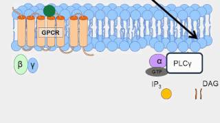 Animation of GProtein Receptor Signaling [upl. by Paymar796]