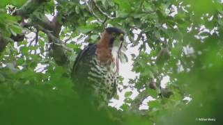 Gaviãodepenacho Spizaetus ornatus  Ornate Hawkeagle [upl. by Netsreik100]