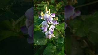 Crotalaria verrucosaबृहतपुष्पी shorts youtubeshorts shortsfeed trending kokannature virals [upl. by Nylecaj]