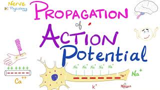 Propagation of the Action Potential  Nerve Excitability  Nerve Physiology Series [upl. by Eecrad]