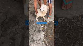 CADELA PARAPLÉGICA É ABANDONADO POR FAMÍLIA RESGATADO adote cachorro pets dog rescue amor ong [upl. by Ahsats]