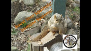 Immunity Boosting Nut Paste  How to Help Your Wild Squirrels  Sanctuary Episode 13 [upl. by Juni224]