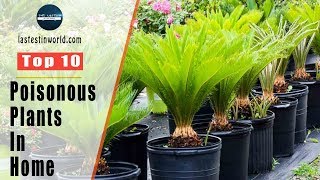 Top 10 Poisonous Plants In The Home [upl. by Taimi890]