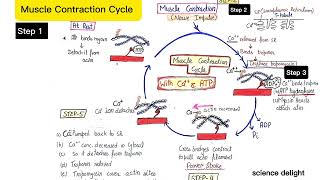 Muscle Contraction Cycle with the help of calcium and ATP [upl. by Lipson]