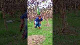 Calabash Harvesting Ep 1220 shorts viral trending [upl. by Hale]