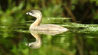 Piedbilled Grebe [upl. by Gunzburg706]