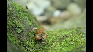 Beautiful Rare Salamander Found in Cave [upl. by Klenk916]