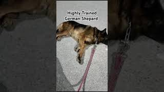 Highly Trained German Shepard For Dog Training come to our clinicgermanshepherd shortsviralvideo [upl. by Egnalos]