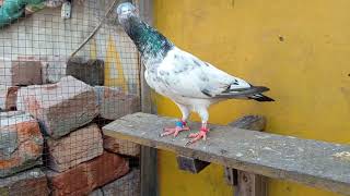 Golden kamagar jora pathi patha breed k Liye ready ll pigeon passion sports ll [upl. by Auj]