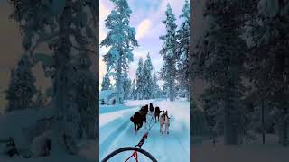 Dog Sled Ridealong  Winter Extreme Sports  Dog Sled Edition [upl. by Natala597]