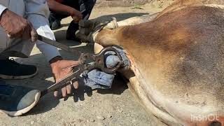 Castration of buck l castration of bull l Dr Umar Khan [upl. by Delacourt]