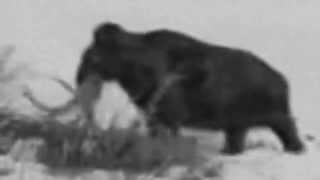 REAL Woolly MAMMOTH Footage [upl. by Geoff]