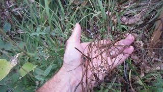 Crown Vetch Control Using the Green Shoots Foam Herbicide System [upl. by Lenej]