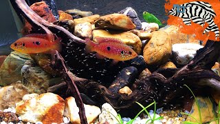 CICHLID BABIES Raised Without Baby Brine Shrimp  Hemichromis Lifalili quotMoandaquot [upl. by Simaj]