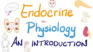 Endocrine Physiology Part 2  Endocrinology [upl. by Attevaj]