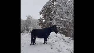 Promenade en Normandie sous la neige avec Astrix et César mes deux mulets 211124 [upl. by Akienahs648]