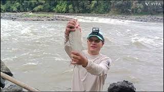 estación Pereira pesca de Zabaleta paloma [upl. by Einahpats]