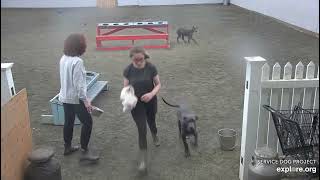 Arena Brekkies Blues Elwood sister Piper then Jake DonnaC Emeline 5192024 exploreorg [upl. by Oinotnanauj989]