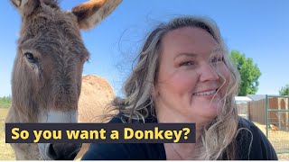 Should I buy a donkey 15 things you need to consider before getting a donkey [upl. by O'Gowan]