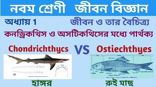 কনড্রিকথিস ও অসটিকথিসের মধ্যে পার্থক্য৮টিchondrichthyes VS osteichthyesclass 9life sciencechp1 [upl. by Lienahs405]