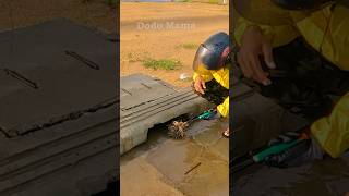 Unclogging Storm Drains to Drain Flooded Streets blockedpipe shorts video viralvideo shortvideo [upl. by Ardnasela]